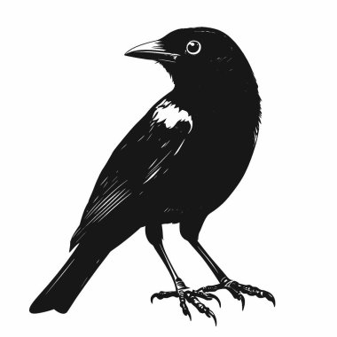 Jackdaw silueti, Siyah ve Beyaz Siluet Tasarım Vektörü Simgesi.