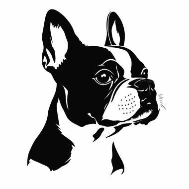 Boston Terrier silueti, Temiz Siyah ve Beyaz Vektör Siluet Sanatı.