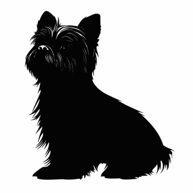 Affenpinscher silueti, Modern Siyah ve Beyaz Siluet Düz Simge.