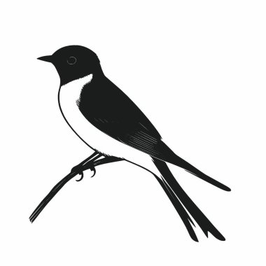 Barn Swallow silhouette,Versatile Black and White Vector Icon for Projects. clipart