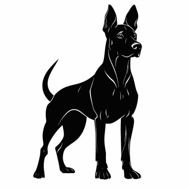 Doberman Pinscher silueti, Grafikler için Tek Renkli Vektör Silueti.