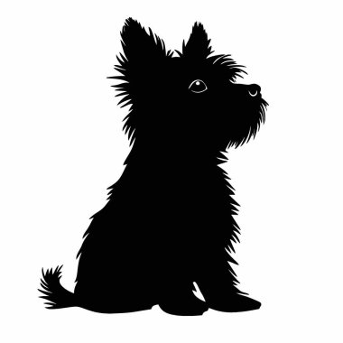 Norwich Terrier silueti, Tarz Siyah ve Beyaz Simge Düz Vektör Tasarımı.