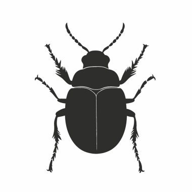 Grafikler için Pinacate Beetle silueti, Chic Monochrome Vektör Silueti.