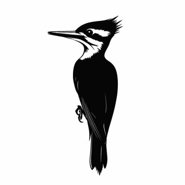 Ivory billed woodpecker silhouette,Chic Monochrome Vector Silhouette for Graphics. clipart