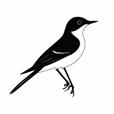 Wagtail silueti, Temiz Siyah ve Beyaz Vektör Siluet Sanatı.