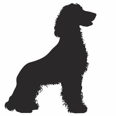 İrlanda Suyu Spaniel silueti, Modern Siyah ve Beyaz Siluet Düz Simge.