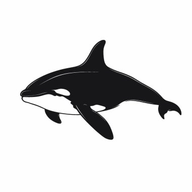 Killer Whale silhouette,Clean Black and White Vector Silhouette Art. clipart