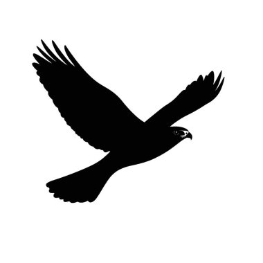 Harrier silueti, Siyah ve Beyaz Siluet Tasarım için Vektör Simgesi.