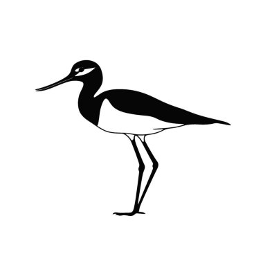 Avocet silhouette,Timeless Black and White Vector Silhouette Design. clipart