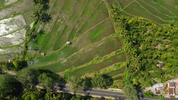 Blick Von Oben Auf Eine Geradlinige Straße Inmitten Grüner Reisfelder — Stockvideo