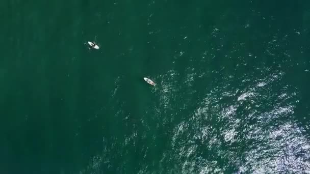 Två Surfare Öppet Hav Simmar Bredvid Sköldpadda Ovanifrån Sköldpadda Havet — Stockvideo