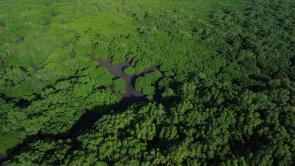 Vista Superior Los Bosques Verdes Manglares Través Los Cuales Fluye — Vídeos de Stock