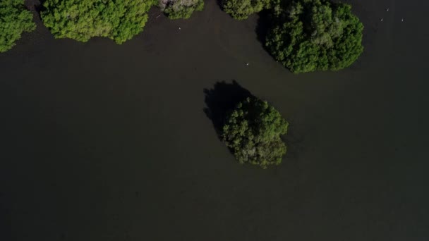Widok Lotu Ptaka Wiecznie Zielone Namorzyny Zielony Las Bujnymi Liśćmi — Wideo stockowe