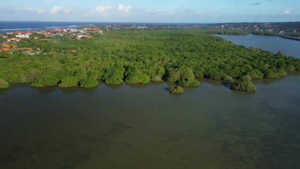 Mangrove Erdei Légi Felvétel Drónról Oldalrepülés Mangrove Erdő Felett Amely — Stock videók