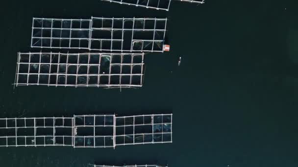 湖中一个养鱼场的鸟瞰图 一个渔夫乘船经过并收集渔网 水产养殖和食品加工的商业生产 — 图库视频影像