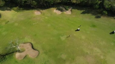 Golf arabalarıyla yeşil çimlerde hareket eden golfçülerin kuş bakışı görüntüsü. Boş zamanlarında golf oynayan iş adamları için golf kulübü yaşam tarzı. Yüksek kalite 4k görüntü.