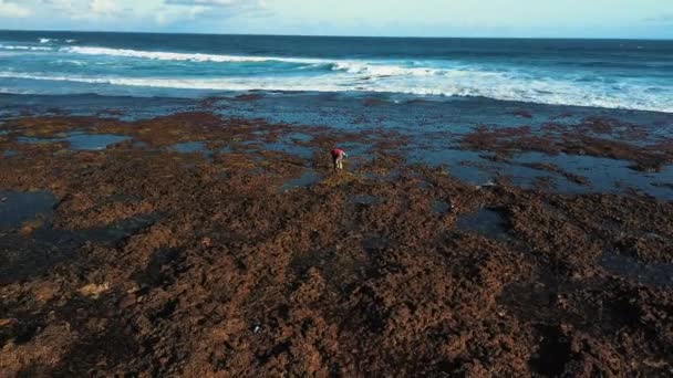 男は海岸の貝を低潮でサンゴ礁に収集する 田舎のためのマニュアルの鍛造 甲殻類およびモルクの空撮映像 — ストック動画
