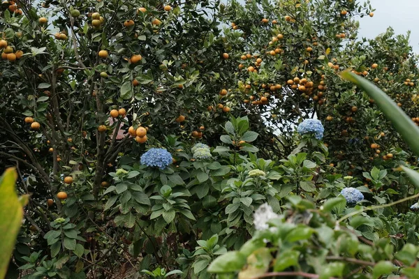Farmland Foreground Lush Blue Hydrangeas Background Tangerine Trees Orange Fruits — Stock Photo, Image