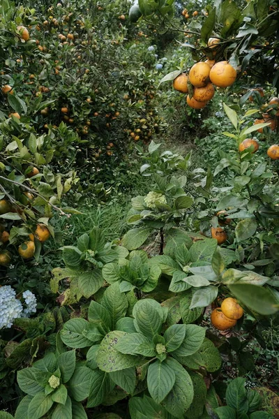 Pionowe Tło Zdjęcie Zielonych Liści Drzew Mandarynkowych Owoców Cytrusowych Pomarańczy — Zdjęcie stockowe