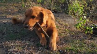Köpek parkta çimlerin üzerinde yatıyor ve bir sopa kemiriyor. Köpekle dışarıda oyna. Golden Retriever ahşap bir sopayı çiğniyor.