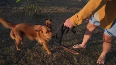 Tişörtlü bir adam gün batımında Golden Retriever köpeğini gezdirir. Bir evcil hayvanla çekiştirme oyunu, golden retriever köpeği. Açık havada evcil bir hayvanla aktif oyunlar. Köpeğe ve ellere yakından bak..