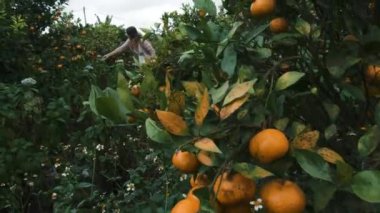 Açık renk elbiseli genç bir kadın ve mandalina ağaçlı bir bahçede hırka hasat ediyor. Tropikal bir iklimin kırsal kesiminde tarım. Portakal ve olgun meyveler, çevre dostu çiftlik..