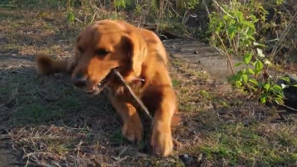 犬は草の上の公園に横たわり 棒をつかむ 犬と屋外遊びをする 木の棒でチューイングゴールデンレトリーバー — ストック動画