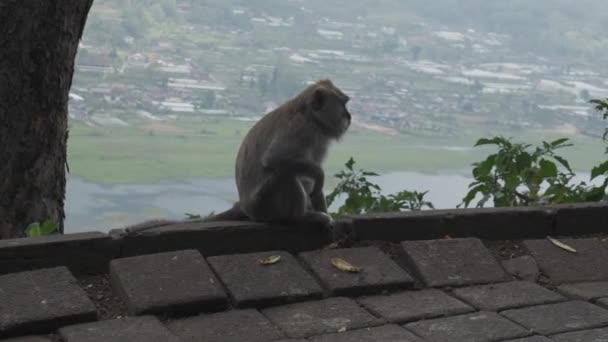 Monkey Sits Edge Cliff Mountains Looks Tourists Foreground Macaque View — Stock Video