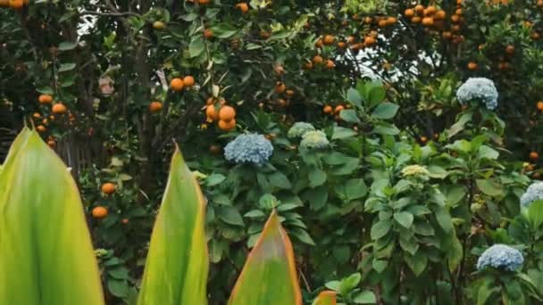 Jordbruksmark Förgrunden Frodiga Blå Hortensior Bakgrunden Mandarin Träd Med Apelsin — Stockvideo