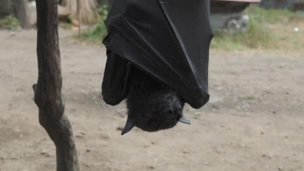 Raposa Voadora Olha Para Câmera Fecha Olhos Morcego Dorme Cabeça — Vídeo de Stock