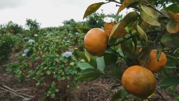 田舎の農地のタンジェリンツリーを見る 前景はオレンジ色のタンジェリンで 背景にはハイドレンジが咲いています タンジェリンツリーを栽培するための植物 — ストック動画