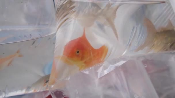 Goldfish Para Venda Sacos Plástico Conceito Ecologia Proteção Ambiental Plástico — Vídeo de Stock