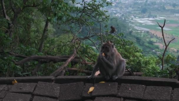 一只猴子坐在巴厘岛的山上 吃着游客送给它的香蕉 野生猴子在它们的自然栖息地 一只咀嚼香蕉的猴子的特写 金刚鹦鹉在看着摄像机 — 图库视频影像