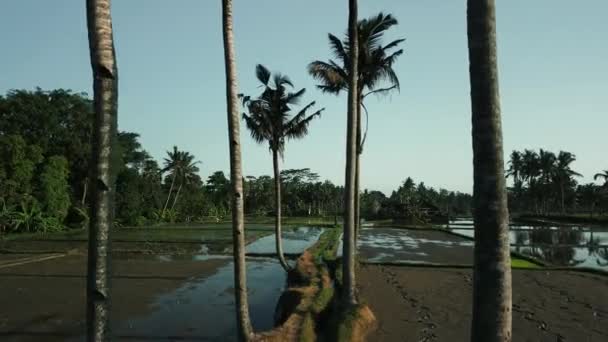 Pirinç Tarlalarındaki Palmiye Ağaçlarının Arasından Insansız Hava Aracı Uçuşu Pirinç — Stok video