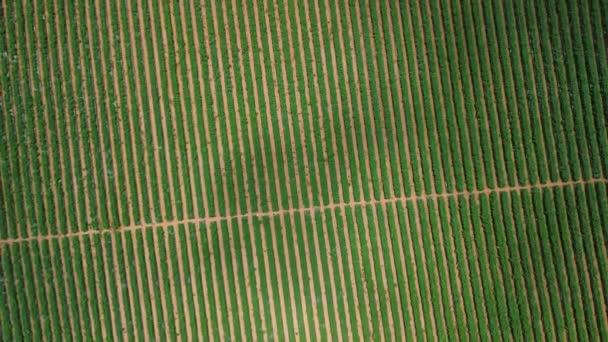 空気からのブドウ畑の正しい幾何学的背景 緑の畑はまっすぐな線 完璧主義者の楽園で点在しています ブドウのフィールドでもバックグラウンドビデオ — ストック動画
