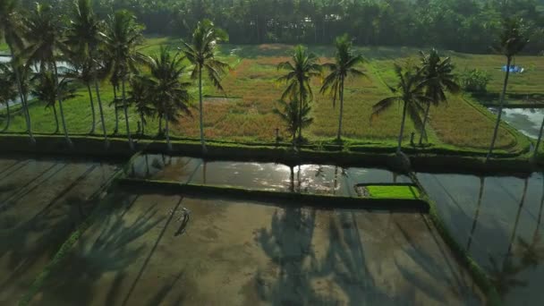 从戴着帽子的农民干活的稻田周围的无人飞机上不停地盘旋而过 这个数字难以辨认 日落时 一个农民在水淹的绿稻田里干活 — 图库视频影像