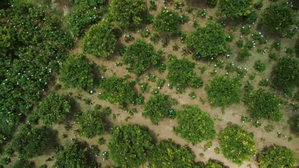Veduta Aerea Lussureggianti Campi Mandarino Agricoltura Coltivazione Agrumi Fattorie Biologiche — Video Stock
