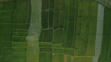 Tepeden tırnağa, pirinç tarlalarının dokusu, Bali 'deki çekim videoları. Geometrik olarak güzel şekillere sahip yeşil pirinç tarlaları, tarım ve tarım..