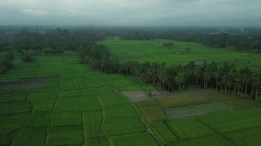 Bali 'deki pirinç tarlalarının üzerinden İHA uçuşu. Endonezya 'da popüler bir turizm beldesi çeltik tarlası yürüyüşüdür. Palmiye ağaçları ve güzel manzaralı yeşil pirinç tarlası..