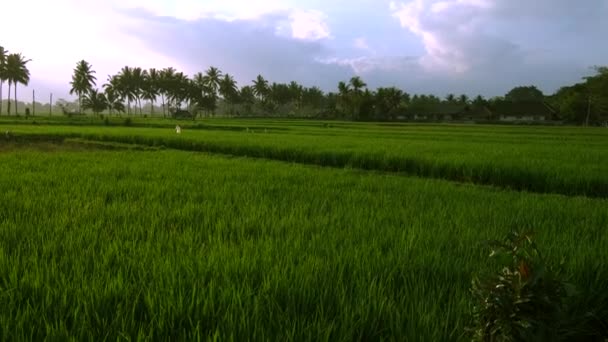 Zicht Groene Rijstvelden Stralen Van Ondergaande Zon Landbouw Landbouwconcept Palmbomen — Stockvideo