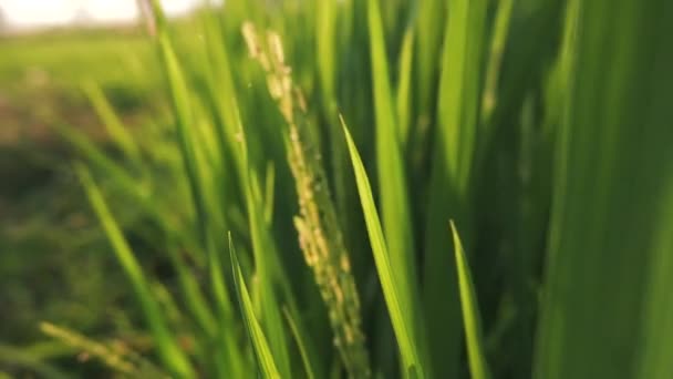 走的时候要把注意力集中在米粒的耳朵上 稻穗在风中摇曳 稻子成熟 适于收割 有详细录像的绿稻田 — 图库视频影像
