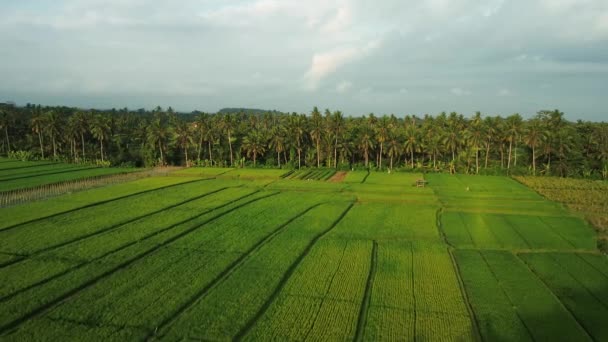 Arkasında Palmiye Ağaçları Olan Yeşil Pirinç Tarlalarının Havadan Görünüşü Gün — Stok video