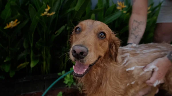 A man washes a golden retriever dog in the yard against the background of green vegetation. Portrait of a dog in foam while washing. Close-up of the dogs face and the hands of the owner.