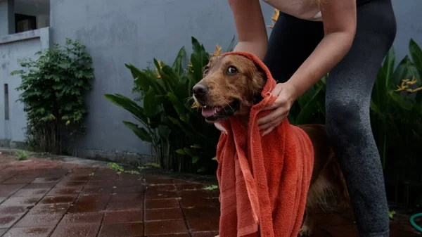 Eine Junge Frau Wischt Ihren Hund Mit Einem Roten Handtuch — Stockfoto