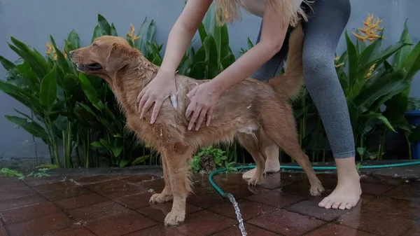 Caring for a pet in the yard against a background of green plants. A Golden Retriever dog being washed with shampoo by its owner. Shampoo foam on a dogs golden fur.
