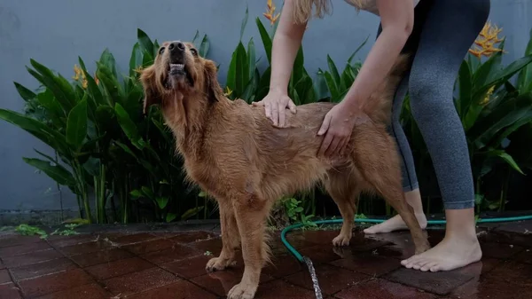Genç Bir Kadın Köpeğini Şampuanlıyor Golden Retriever Evcil Hayvan Köpeklere — Stok fotoğraf