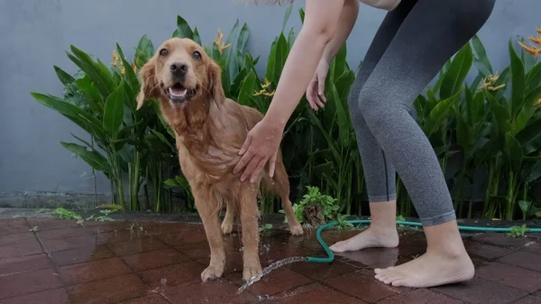 Caring for a golden retriever dog. Washing the dog in the yard and grooming procedures at home. A purebred golden retriever looks straight into the camera and smiles.