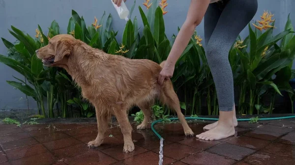 A young woman pours shampoo on a dog. Dog shampoo in a white bottle pours a thin stream onto the dogs coat. Dog washing, care procedures and cosmetics for dogs. Caring for a golden retriever.