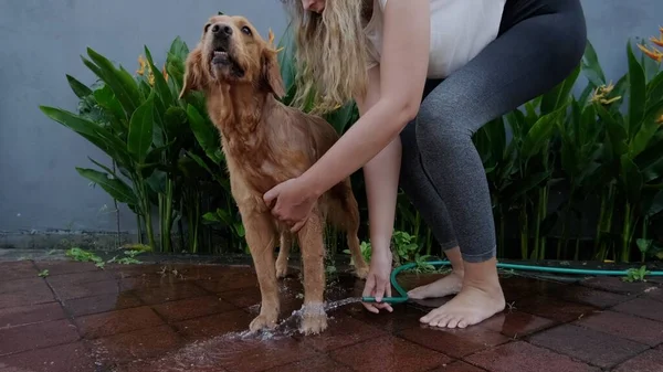 Front view of washing dog golden retriever breed. A young woman washes her medium sized golden dog. Dog care, grooming at home in the yard.