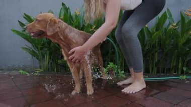 Golden Retriever cinsinin yıkanmış köpek görüntüsü. Genç bir kadın orta boy altın köpeğini yıkıyor. Köpek suyu yavaş çekimde sallar. Köpek bakımı, bahçede tımar..